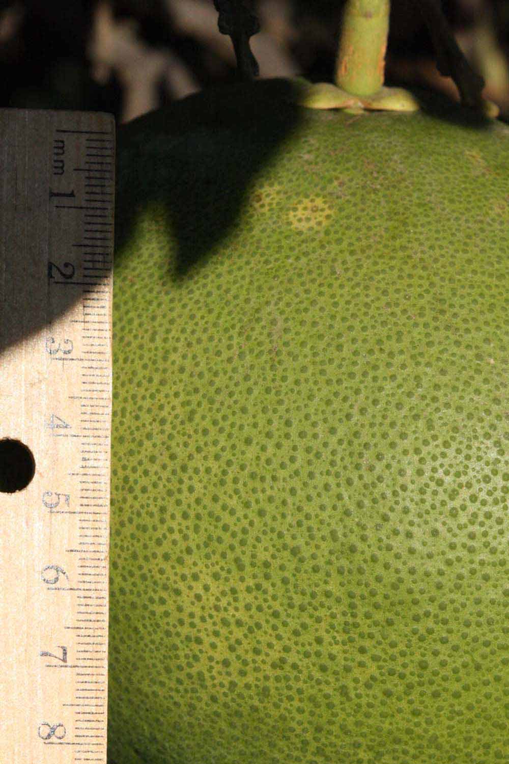            Immature fruit (Riverside, CA)   